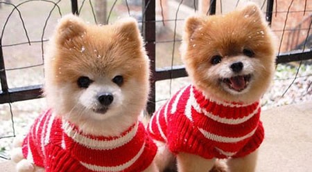 اخبار,اخبار گوناگون,تصاویری جالب از حیوانات دوقلو