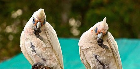 اخبار,اخبار گوناگون,تصاویری جالب از حیوانات دوقلو