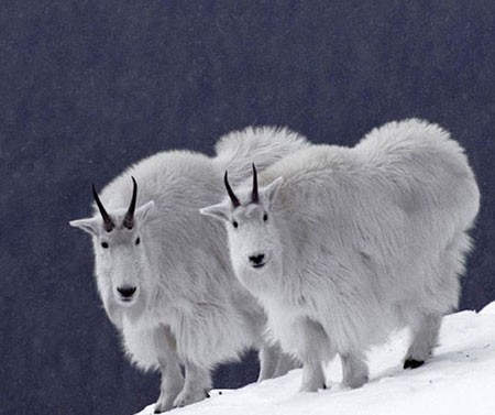 اخبار,اخبار گوناگون,تصاویری جالب از حیوانات دوقلو