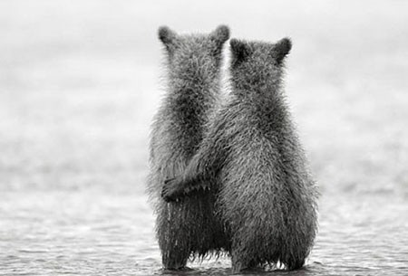 اخبار,اخبار گوناگون,تصاویری جالب از حیوانات دوقلو