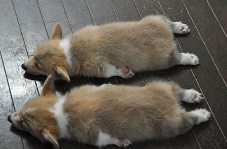 اخبار,اخبار گوناگون,تصاویری جالب از حیوانات دوقلو