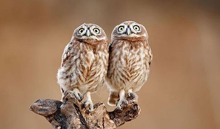 اخبار,اخبار گوناگون,تصاویری جالب از حیوانات دوقلو