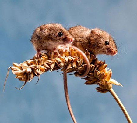 اخبار,اخبار گوناگون,تصاویری جالب از حیوانات دوقلو