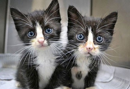 اخبار,اخبار گوناگون,تصاویری جالب از حیوانات دوقلو