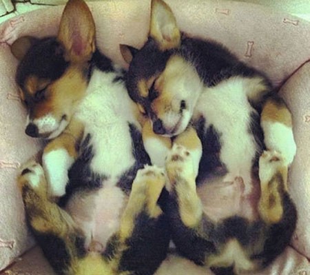 اخبار,اخبار گوناگون,تصاویری جالب از حیوانات دوقلو