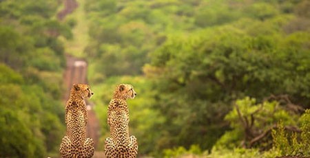 اخبار,اخبار گوناگون,تصاویری جالب از حیوانات دوقلو