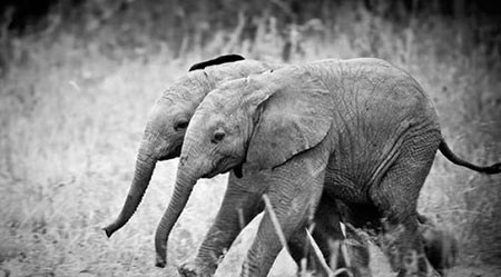 اخبار,اخبار گوناگون,تصاویری جالب از حیوانات دوقلو