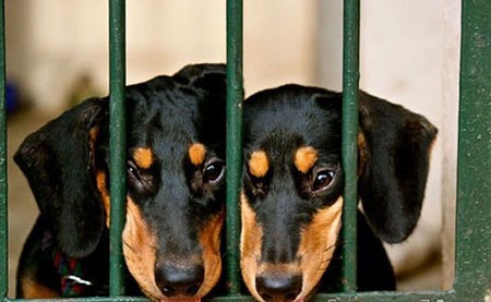 اخبار,اخبار گوناگون,تصاویری جالب از حیوانات دوقلو