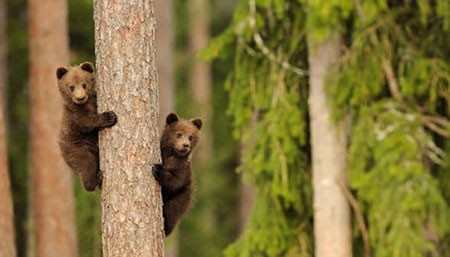 اخبار,اخبار گوناگون,تصاویری جالب از حیوانات دوقلو