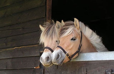 اخبار,اخبار گوناگون,تصاویری جالب از حیوانات دوقلو