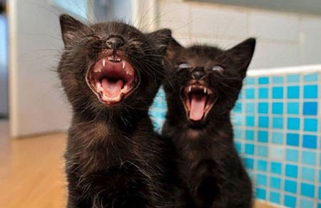 اخبار,اخبار گوناگون,تصاویری جالب از حیوانات دوقلو