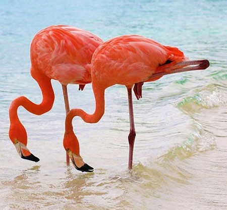 اخبار,اخبار گوناگون,تصاویری جالب از حیوانات دوقلو