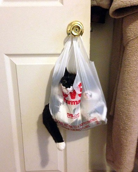 اخبار,اخبار گوناگون,گربه‌هایی که پشیمان شدند