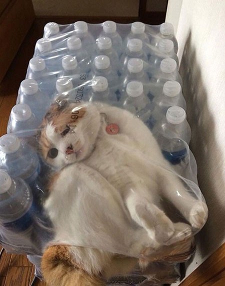 اخبار,اخبار گوناگون,گربه‌هایی که پشیمان شدند