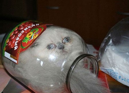 اخبار,اخبار گوناگون,گربه‌هایی که پشیمان شدند