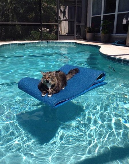 اخبار,اخبار گوناگون,گربه‌هایی که پشیمان شدند