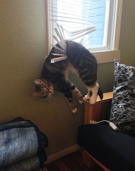 اخبار,اخبار گوناگون,گربه‌هایی که پشیمان شدند