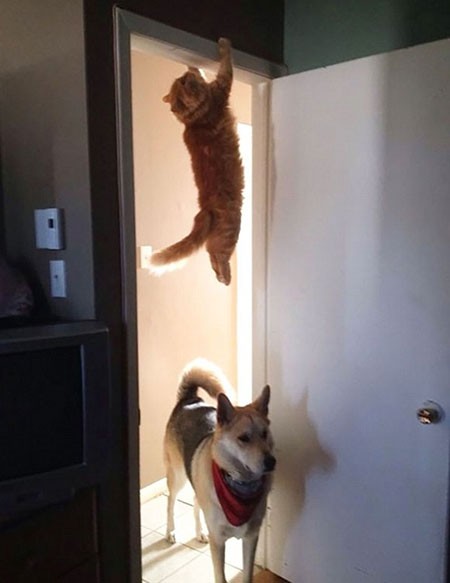 اخبار,اخبار گوناگون,گربه‌هایی که پشیمان شدند