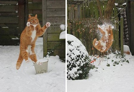 اخبار,اخبار گوناگون,گربه‌هایی که پشیمان شدند