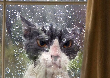 اخبار,اخبار گوناگون,گربه‌هایی که پشیمان شدند