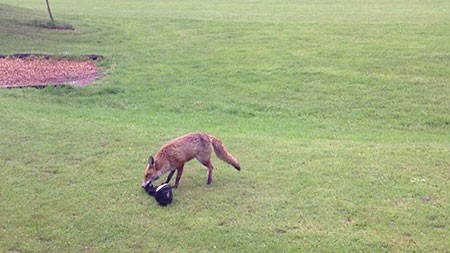اخبار,اخبار گوناگون,روباهی که عاشق توپ گلف‌ است
