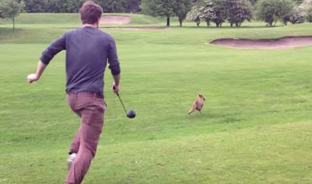 اخبار,اخبار گوناگون,روباهی که عاشق توپ گلف‌ است