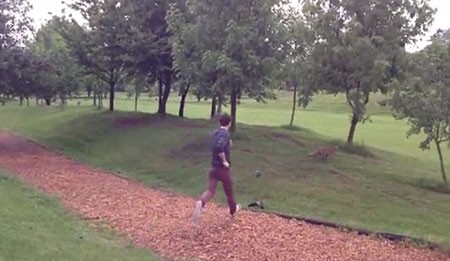 اخبار,اخبار گوناگون,روباهی که عاشق توپ گلف‌ است