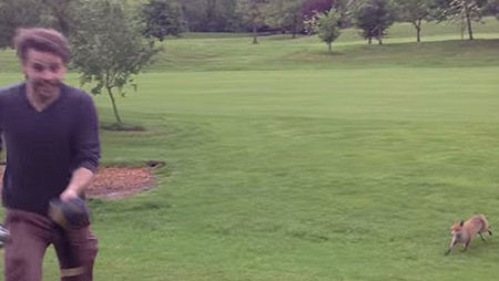 اخبار,اخبار گوناگون,روباهی که عاشق توپ گلف‌ است