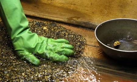 اخبار , اخبار گوناگون,مراحل استخراج طلا به سبک روسی,نحوه استخراج طلا