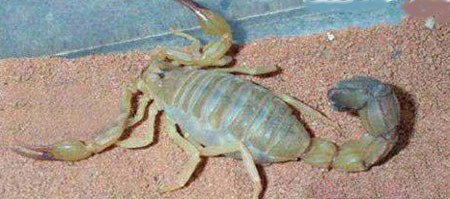 اخبار , اخبار گوناگون,زایمان عقرب,تصاویر زایمان عقرب