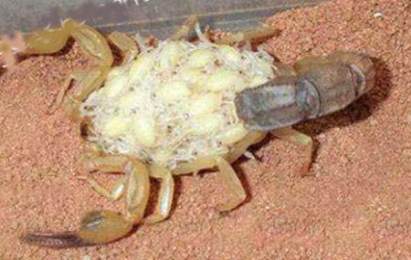 اخبار , اخبار گوناگون,زایمان عقرب,تصاویر زایمان عقرب