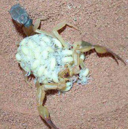 اخبار , اخبار گوناگون,زایمان عقرب,تصاویر زایمان عقرب