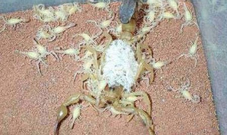 اخبار , اخبار گوناگون,زایمان عقرب,تصاویر زایمان عقرب