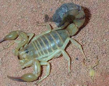 اخبار , اخبار گوناگون,زایمان عقرب,تصاویر زایمان عقرب