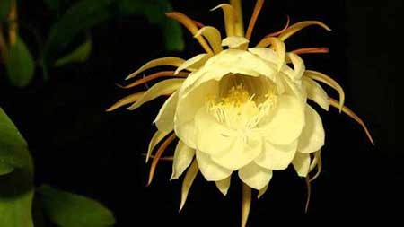 گرانترین گل جهان