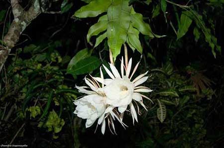 گرانترین گل جهان