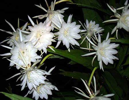 گرانترین گل جهان