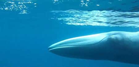 نادرترین نهنگ جهان شکار دوربین شد