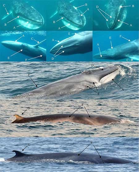 نادرترین نهنگ جهان شکار دوربین شد