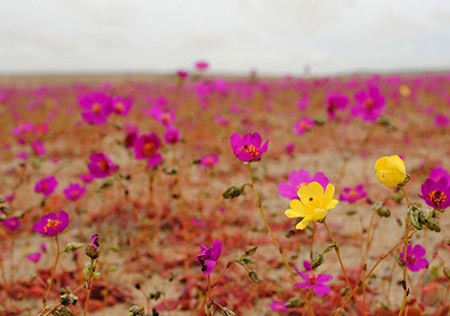 اخبار,اخبار گوناگون,رویش گل در بیابان آتاکاما