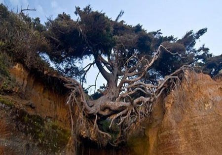 اخبار,اخبار گوناگون,درختی بین زمین و هوا