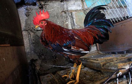 اخبار,اخبار گوناگون,مسابقه خروس های جنگی