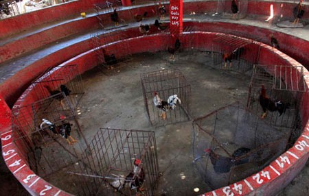 اخبار,اخبار گوناگون,مسابقه خروس های جنگی