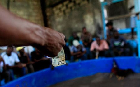 اخبار,اخبار گوناگون,مسابقه خروس های جنگی