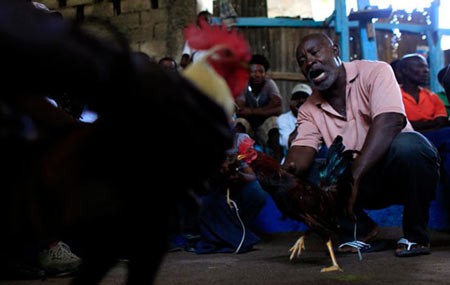 اخبار,اخبار گوناگون,مسابقه خروس های جنگی