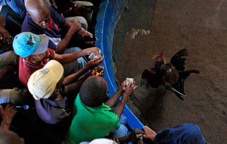 اخبار,اخبار گوناگون,مسابقه خروس های جنگی