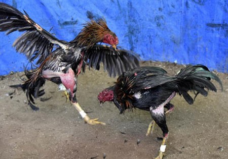 اخبار,اخبار گوناگون,مسابقه خروس های جنگی