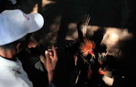 اخبار,اخبار گوناگون,مسابقه خروس های جنگی