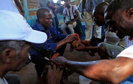 اخبار,اخبار گوناگون,مسابقه خروس های جنگی