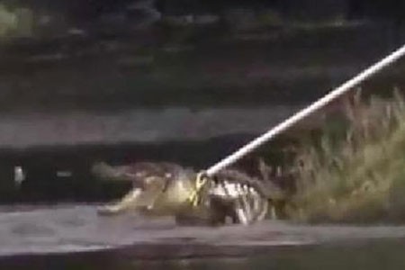 تمساح 3 متری، سارق فراری را خورد! (+عکس) 1